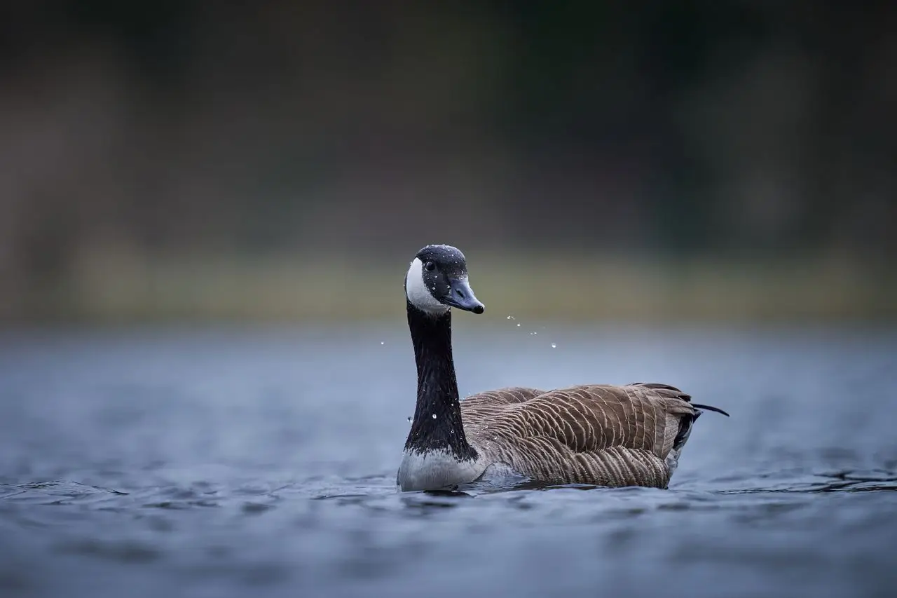Canadian goose gracefully swimming in a serene lake, showcasing its elegance and natural beauty.