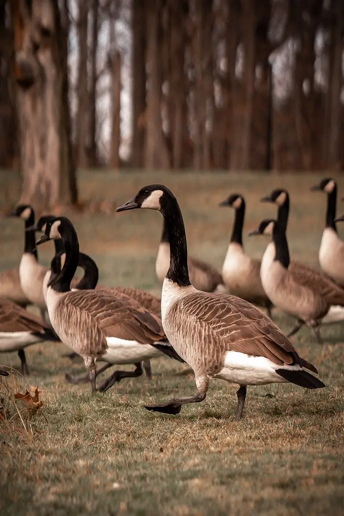 A group of Canada Geese roaming on grass in a fall landscape.